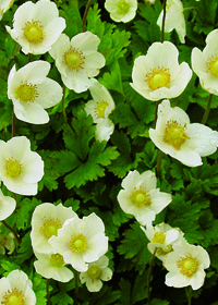 Anemone sylvestris                                